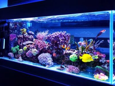 saltwater aquariums