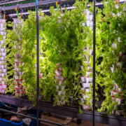 Aeroponic Tower Garden