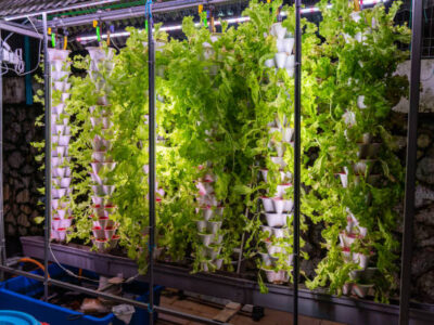 Aeroponic Tower Garden